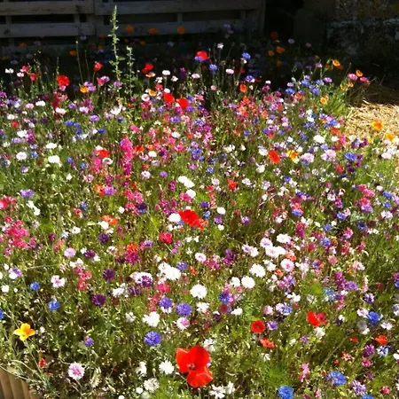 A Fleur Des Champs לינה וארוחת בוקר